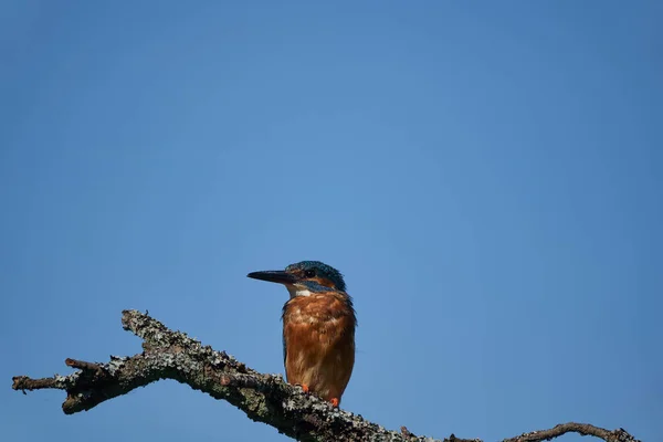 Common kingfisher Alcedo atthis Eurasianon a tree at the river — Stock Photo, Image