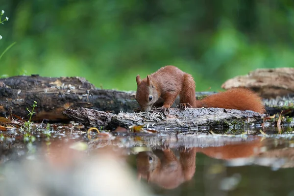 Eurasie écureuil roux sur un arbre aux noix — Photo