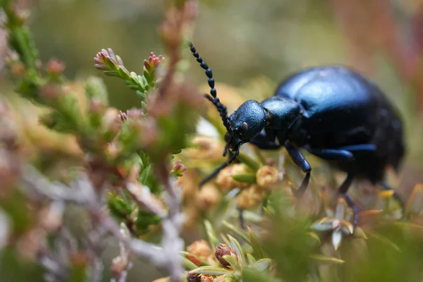 Besouro europeu de petróleo Meleo scarabeus Macro em alpes suíços Imagens De Bancos De Imagens