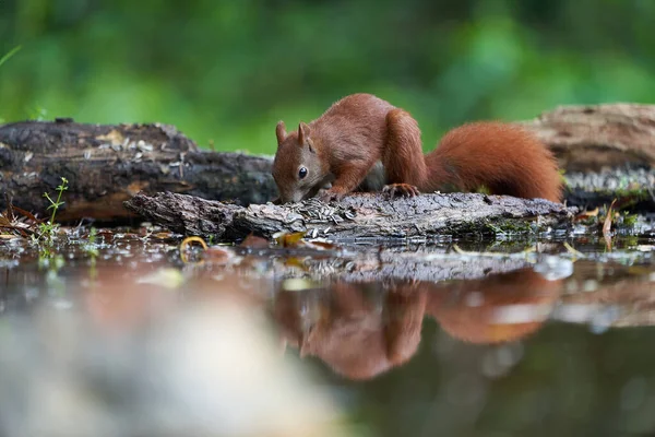 Esquilo vermelho eurasiano em uma árvore com nozes Fotos De Bancos De Imagens