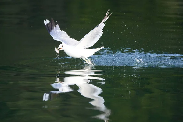 Gull Larus Canus captura um peixe no lago Imagens De Bancos De Imagens
