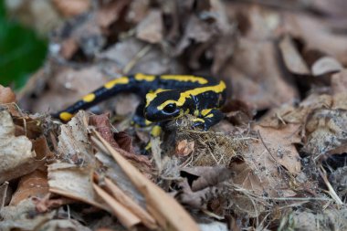  Ateş semenderi Salamandra Salamandra Amfibi Portresi 
