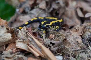  Ateş semenderi Salamandra Salamandra Amfibi Portresi 