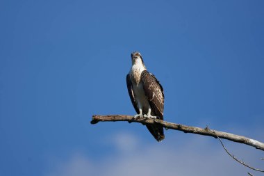 Osprey yuvası Osprey ailesi olgunlaşmamış ve yetişkin bireyler. 