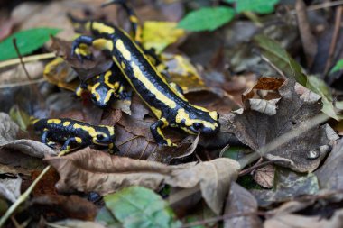  Ateş semenderi Salamandra Salamandra Amfibi Portresi