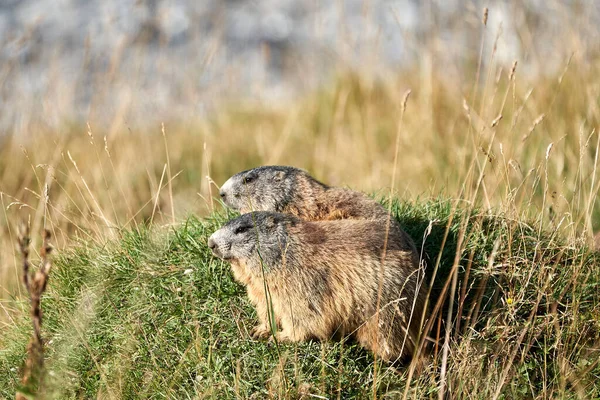 Alpine Marmot Marmota Marmota Suisse Alpes Montagnes — Photo