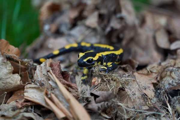 Fire salamander Salamandra salamandra Portrait Amphibian — Stock Photo, Image