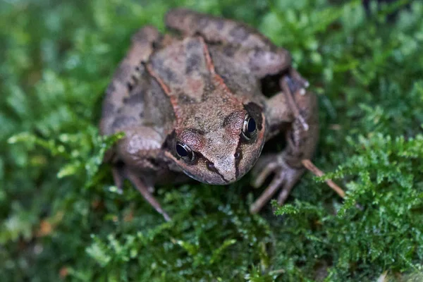 Gras frog Rana temporaria Portrait in gras — Stock Photo, Image