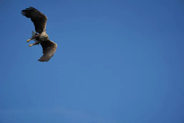 Águia de cauda branca captura enguia Raptor Lake Hunting — Fotografia de Stock