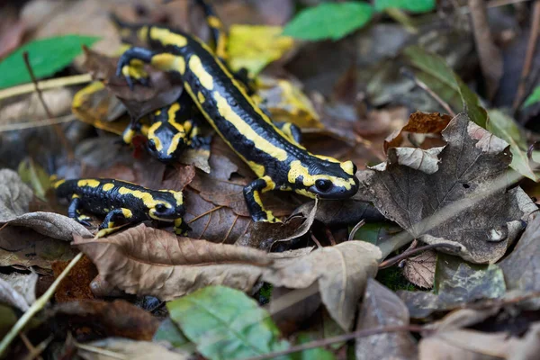 Fire salamander Salamandra salamandra Portrait Amphibian — Stock Photo, Image