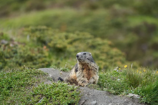 Alpine Marmot Marmota Marmota Suisse Alpes Montagnes — Photo