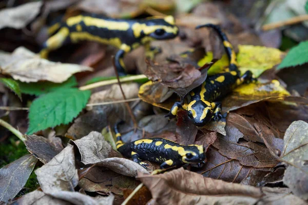 Fire salamander Salamandra salamandra Portrait Amphibian — Stock Photo, Image