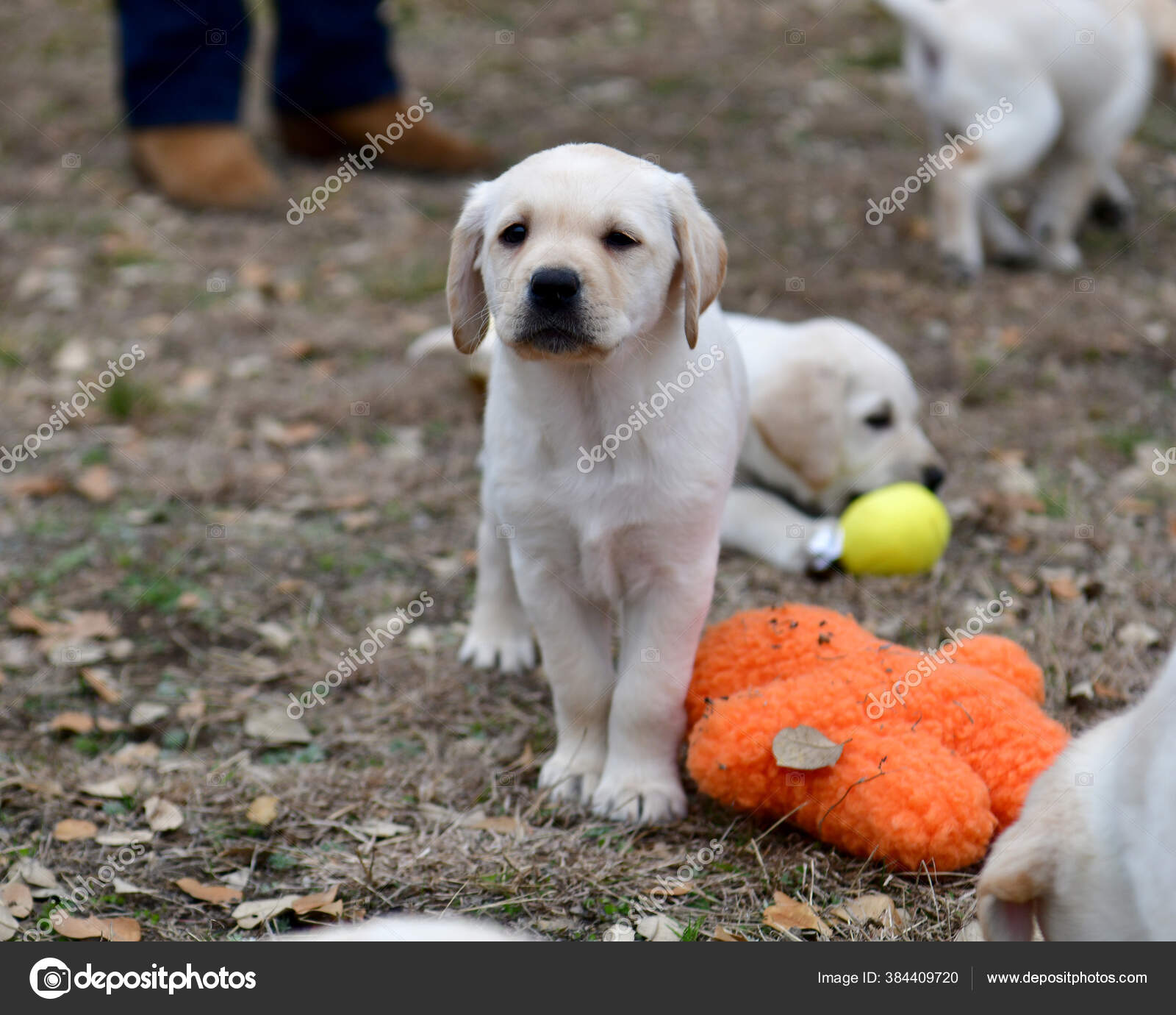 年轻的拉布拉多猎犬在院子里玩耍实验室的小狗第一次在外面玩耍——图库图片© jbcalom #384409720, image size:1600x1380