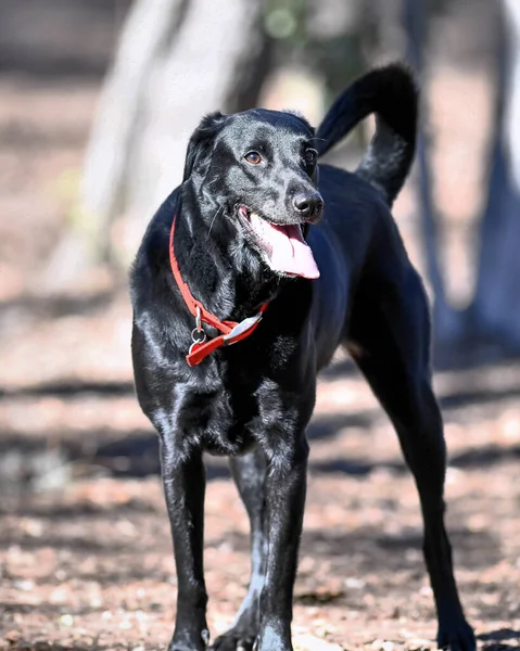 Młodzi Labrador Retrievery Bawiący Się Yardzie Szczenięta Laboratoryjne Bawią Się — Zdjęcie stockowe