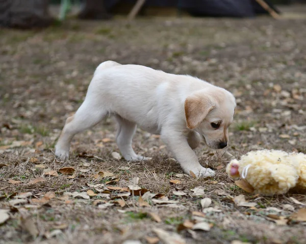 Young Labrador Retrievers Playing Yard Lab Puppies Playing First Time — Stock Photo, Image