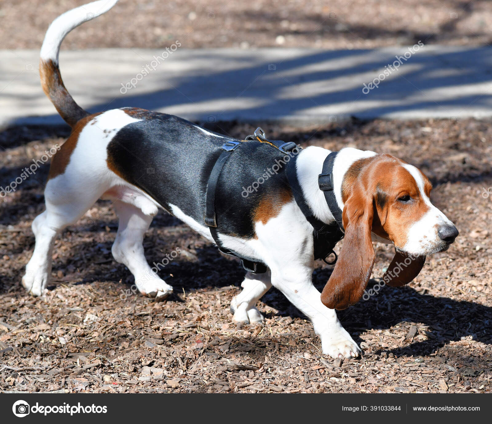 Bassett Hound Playing Park — Stock Photo © jbcalom #391033844