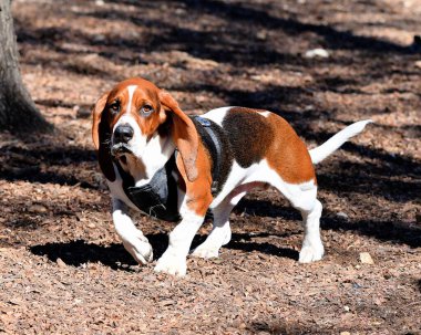 Bassett Tazı parkta oynuyor