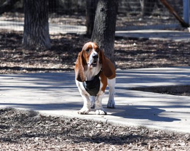 Bassett Tazı parkta oynuyor