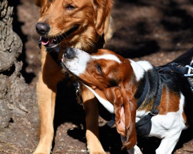 Bassett Tazı parkta oynuyor