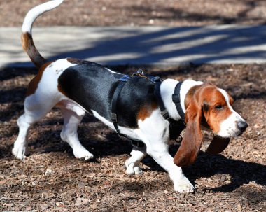 Bassett Tazı parkta oynuyor