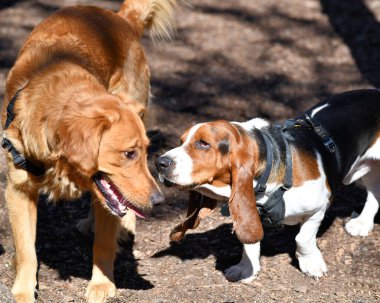 Bassett Tazı parkta oynuyor