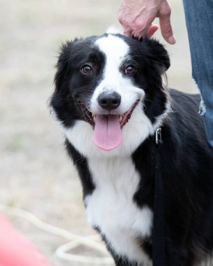 Border Collie parkta oynuyor.