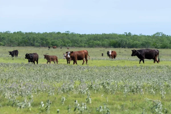 Cows Pasture South Texas — Stock Photo, Image