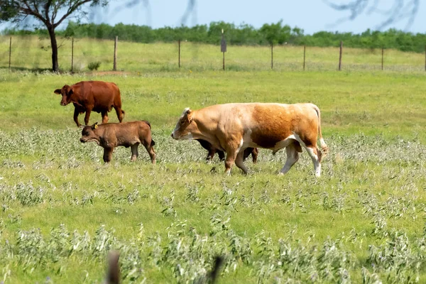Корови Пасовищі Південному Техасі — стокове фото