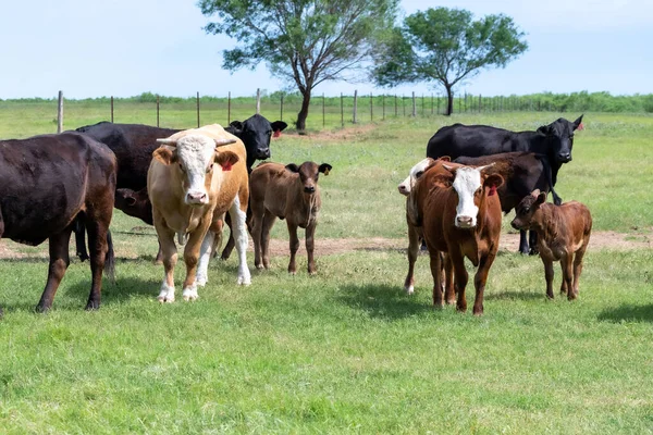 Cows Pasture South Texas — Stock Photo, Image