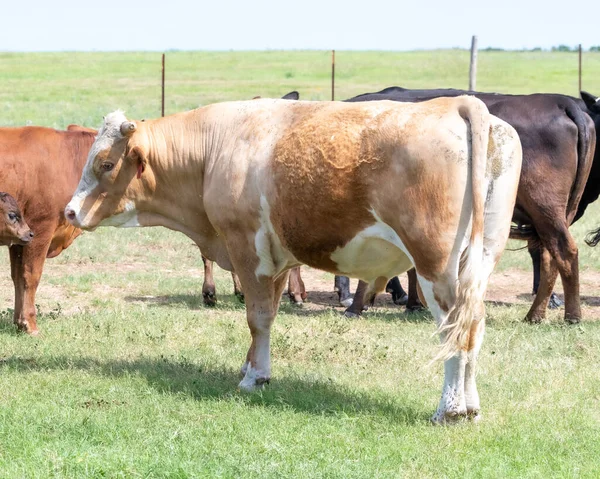 Cows Pasture South Texas — Stock Photo, Image