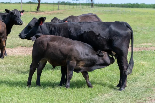 Коровы Пастбище Южном Техасе — стоковое фото