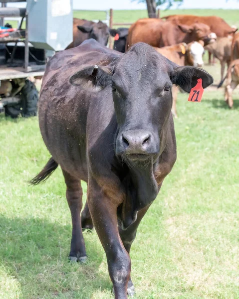 Cows Pasture South Texas — Stock Photo, Image