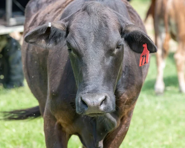 Cows Pasture South Texas — Stock Photo, Image