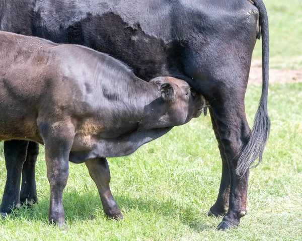 Коровы Пастбище Южном Техасе — стоковое фото