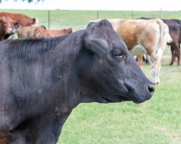 Cows Pasture South Texas — Stock Photo, Image