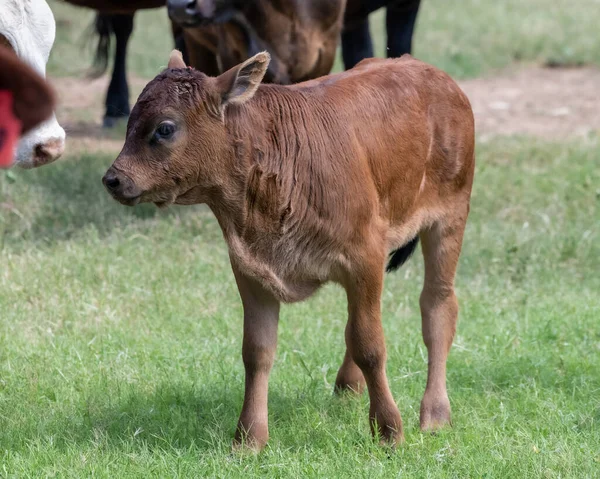 Krowy Pastwisku Południowym Teksasie — Zdjęcie stockowe