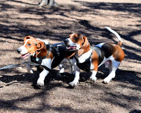 Bassett Hound Jugando Parque — Foto de Stock