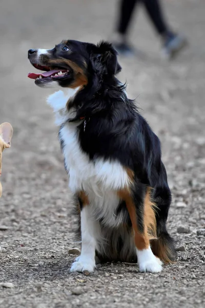 Granica Collie Bawi Się Parku — Zdjęcie stockowe