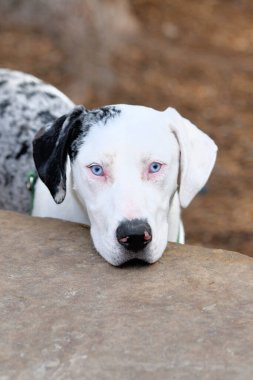 Louisiana 'nın resmi köpeği, Catahoula.. 