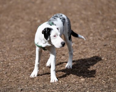 Louisiana 'nın resmi köpeği, Catahoula.. 
