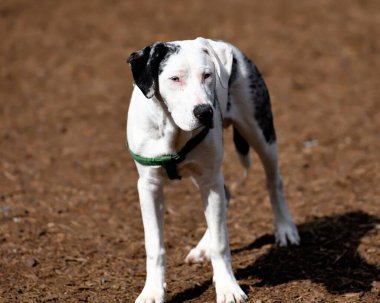 Louisiana 'nın resmi köpeği, Catahoula.. 
