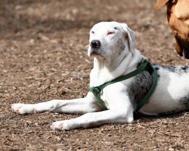Louisiana 'nın resmi köpeği, Catahoula.. 
