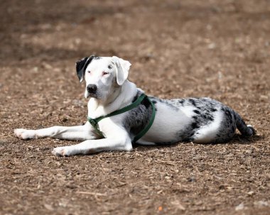Louisiana 'nın resmi köpeği, Catahoula.. 
