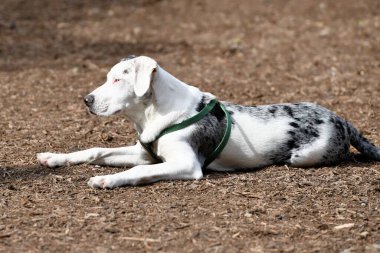 Louisiana 'nın resmi köpeği, Catahoula.. 