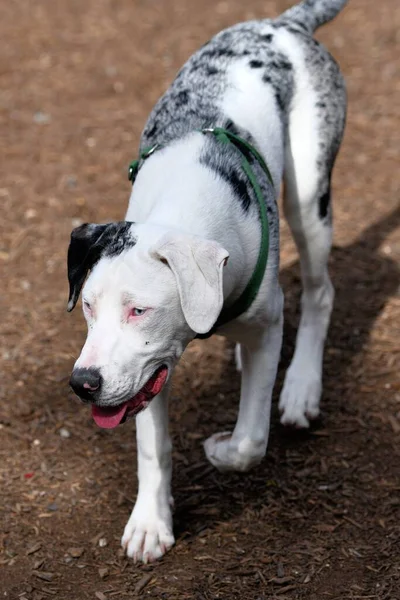 Chien Officiel Louisiane Catahoula — Photo