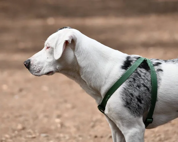 Louisianas Officiella Hund Catahoula — Stockfoto