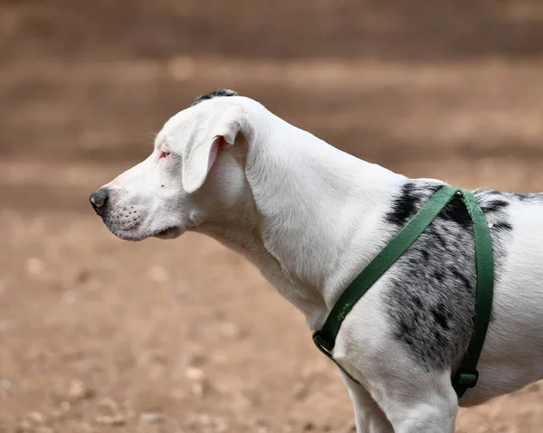 Louisiana 'nın resmi köpeği, Catahoula.. 