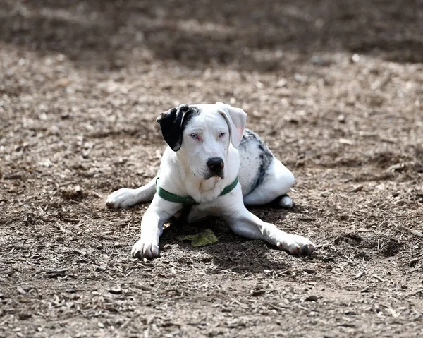 Oficjalny Pies Luizjany Catahoula — Zdjęcie stockowe