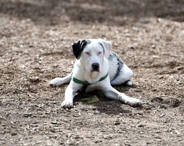 Oficjalny Pies Luizjany Catahoula — Zdjęcie stockowe