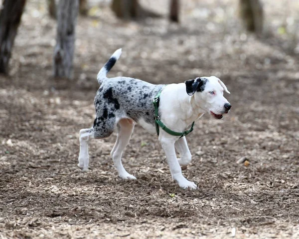 Oficjalny Pies Luizjany Catahoula — Zdjęcie stockowe